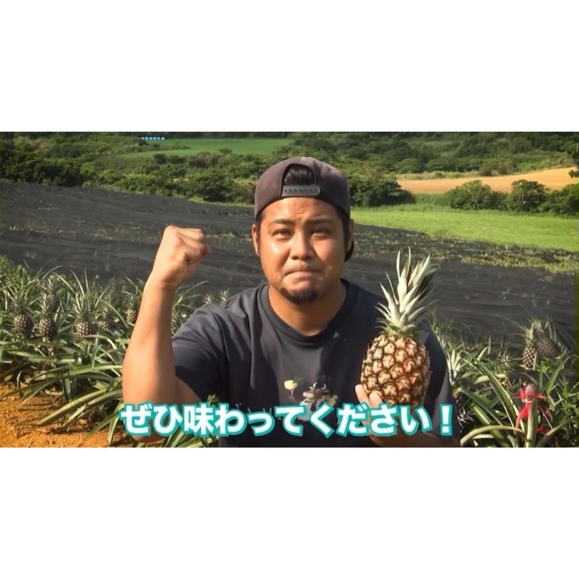 先行予約＞ 農家直送！石垣島産 ポコットパイン 3個セット 約3.5kg