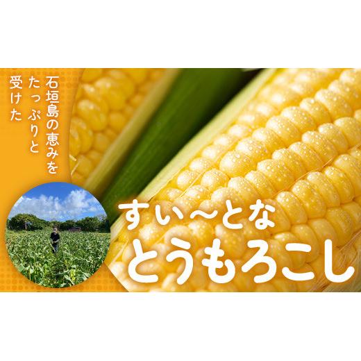 先行予約＞スイートコーン すいーとかよちゃんファームのとうもろこし