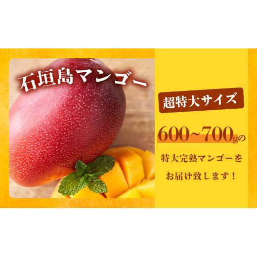 くろ❷耐寒ヤマシタマンゴー特大　耐寒・豊産性 くろ➁耐寒ヤマシタマンゴー特大 耐寒・豊産性 くろ➁耐寒ヤマシタ