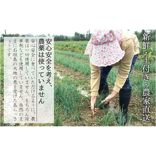 先行受付】島らっきょう 生 土付き 1kg《2026年2月上旬～3月下旬発送