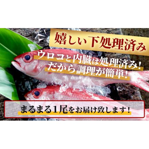 予約受付】高級ブランド魚 尖閣赤マチ 1尾 約1kg 下処理済【沖縄三大