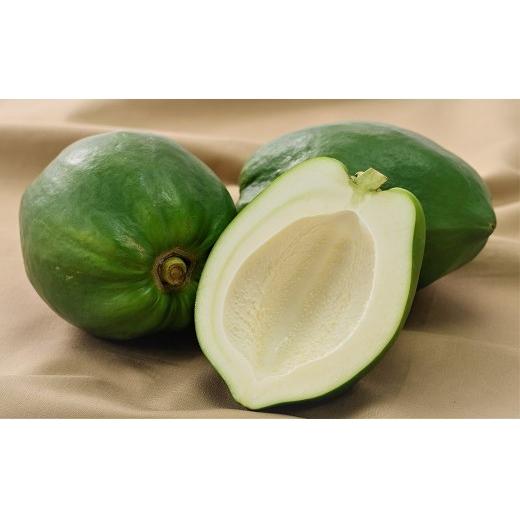 ZH-23 石垣産 青パパイヤ4kg 種なし 希少品種 「 石垣珊瑚 」