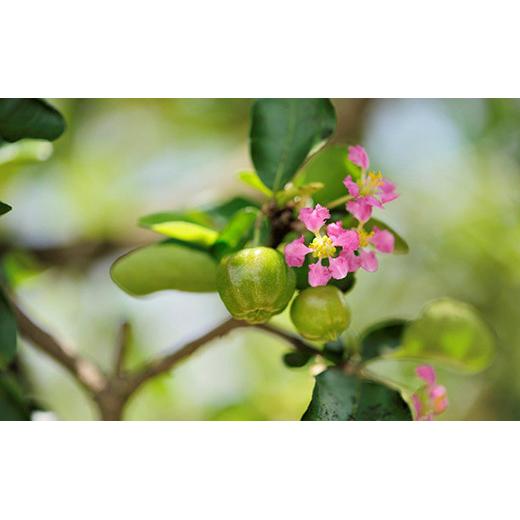 ZH-21 沖縄 石垣島産 《ご家庭用》アセロラ2㎏（冷凍）