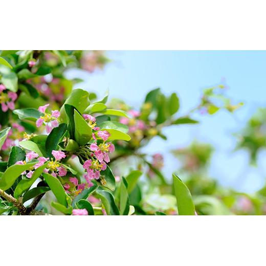 ZH-21 沖縄 石垣島産 《ご家庭用》アセロラ2㎏（冷凍）