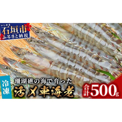 車えび500g【冷凍】25尾 ～ 33尾 沖縄県 石垣島 石垣市 クルマエビ