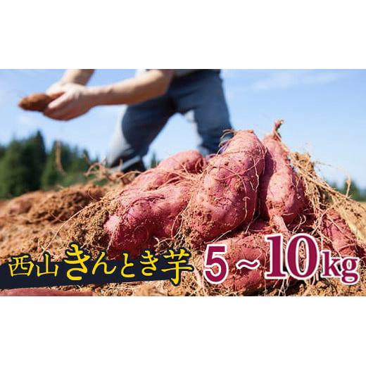 先行予約】【訳あり】高知県産さつまいも 「西山きんとき芋」 5~10kg