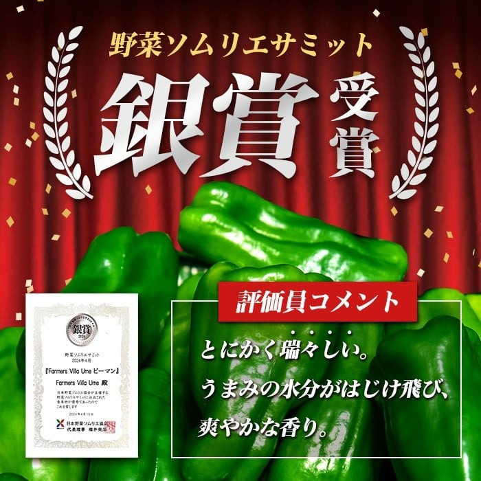志布志産ピーマン(1kg) p8-149