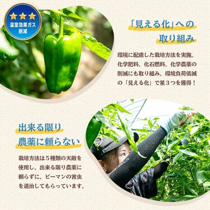 志布志産ピーマン(1kg) p8-149