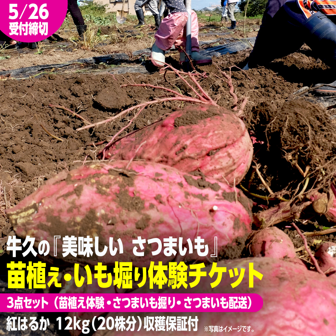 牛久 の『美味しい さつまいも』苗植え・収穫体験付【 苗植え体験