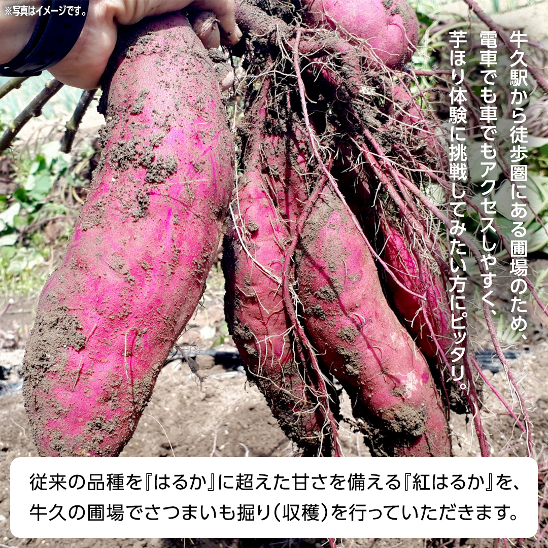 牛久 の『美味しい さつまいも』苗植え・収穫体験付【 苗植え体験